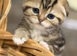 Casper - Scottish Fold Kitten For Sale - 