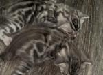 Silver clouded Bengal - Bengal Kitten For Sale - WV&comma; US