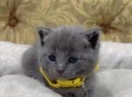 Beautiful fluffy kittens - American Longhair Kitten For Sale - Dearborn Heights&comma; MI&comma; US