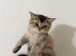 Sophie - British Shorthair Kitten For Sale - Delran&comma; NJ&comma; US