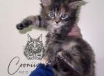 Cooniiverse Maine coons 4 - Maine Coon Kitten For Sale - Auburn&comma; IN&comma; US