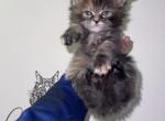 Cooniiverse Maine coons 2 - Maine Coon Kitten For Sale - Auburn&comma; IN&comma; US