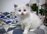 Dennis - Ragdoll Kitten For Sale - Tuscaloosa&comma; AL&comma; US