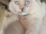 Tica kittens ragdolls coming soon - Ragdoll Kitten For Sale - 