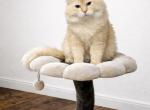 Butternut - Ragdoll Cat For Sale - 