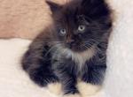 Lovely - Ragdoll Kitten For Sale - Vancouver&comma; WA&comma; US