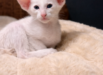 Cookie - Oriental Kitten For Sale - Edmond&comma; OK&comma; US