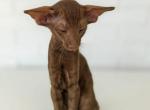 Oriental Shorthair cinnamon - Oriental Kitten For Sale - Hollywood&comma; FL&comma; US