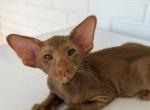 Oriental Shorthair cinnamon - Oriental Kitten For Sale - Hollywood&comma; FL&comma; US