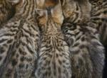 Bengal Kittens - Bengal Kitten For Sale - Cedar Springs&comma; MI&comma; US