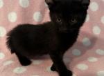 Highlander kity2d - Highlander Kitten For Sale - 
