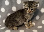 Highlander kity3d - Highlander Kitten For Sale - 