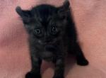 Highlander kity 1m - Highlander Kitten For Sale - Goshen&comma; AL&comma; US