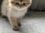 Gicci 26 - British Shorthair Kitten For Sale - Hoschton&comma; GA&comma; US