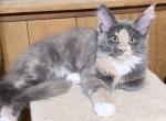 Freya - Maine Coon Kitten For Sale - 