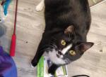 Tuxedo Lawrence - Domestic Cat For Adoption - Lakewood&comma; WA&comma; US