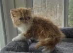 Persian Red White Female Kitten - Persian Kitten For Sale - 
