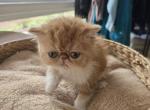 Persian Red White Female Kitten - Persian Kitten For Sale - 