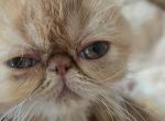 Persian Red White Female Kitten - Persian Kitten For Sale - 