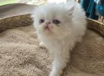 White Exotic Female - Exotic Kitten For Sale - 
