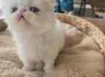 White Persian Female - Persian Kitten For Sale - 