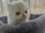 White Odd Eyes Exotic Male - Exotic Kitten For Sale - Stroudsburg&comma; PA&comma; US