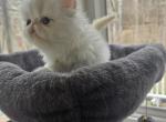 White Exotic Male 2 - Exotic Kitten For Sale - Stroudsburg&comma; PA&comma; US