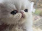 White Exotic Male 3 - Exotic Kitten For Sale - Stroudsburg&comma; PA&comma; US