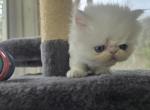 White Exotic Male 3 - Exotic Kitten For Sale - Stroudsburg&comma; PA&comma; US