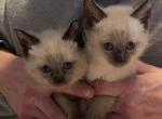 EASTER KITTENS - Siamese Kitten For Sale - Louisville&comma; KY&comma; US
