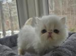 White Exotic Male 1 - Exotic Kitten For Sale - Stroudsburg&comma; PA&comma; US