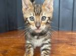 Ugo - Toyger Kitten For Sale - NY&comma; US