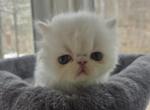 White Exotic Male 1 - Exotic Kitten For Sale - Brooklyn&comma; NY&comma; US