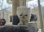 White Exotic Male 1 - Exotic Kitten For Sale - 