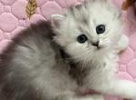 Dasha - British Shorthair Kitten For Sale - New York&comma; NY&comma; US