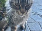 Luna - Maine Coon Cat For Adoption - Corona&comma; CA&comma; US