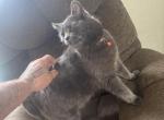Nado Cali - British Shorthair Cat For Adoption - Battle Creek&comma; MI&comma; US