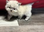 Theodore - Himalayan Kitten For Sale - Peoria&comma; IL&comma; US