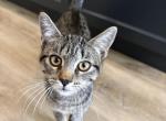 Mamita - Domestic Kitten For Adoption - Las Vegas&comma; NV&comma; US