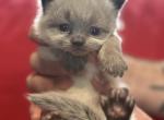 Alvin - Himalayan Kitten For Sale - Peoria&comma; IL&comma; US