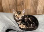 Betty - Bengal Kitten For Sale - 