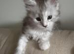 Candylitter - Maine Coon Kitten For Sale - Old Bridge&comma; NJ&comma; US