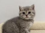 Fluffy Boy - Scottish Straight Kitten For Sale - Willowbrook&comma; IL&comma; US