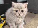 Fluffy Girl - Scottish Straight Kitten For Sale - Willowbrook&comma; IL&comma; US