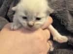 Male Blue Point Ragdoll Kitten Purple Collar - Ragdoll Kitten For Sale - Etters&comma; PA&comma; US