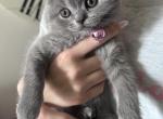 Jasmin - Scottish Fold Kitten For Adoption - N Highlands&comma; CA&comma; US