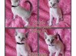 Siamese  two left - Siamese Kitten For Sale - 