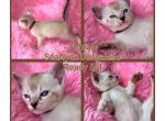 Bengalese  only one left - Bengal Kitten For Sale - 
