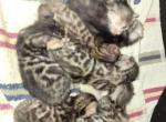 TICA registered Bengals - Bengal Kitten For Sale - Bedford&comma; PA&comma; US