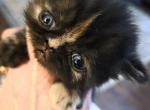 Sydney - Exotic Kitten For Sale - Fair Oaks&comma; CA&comma; US